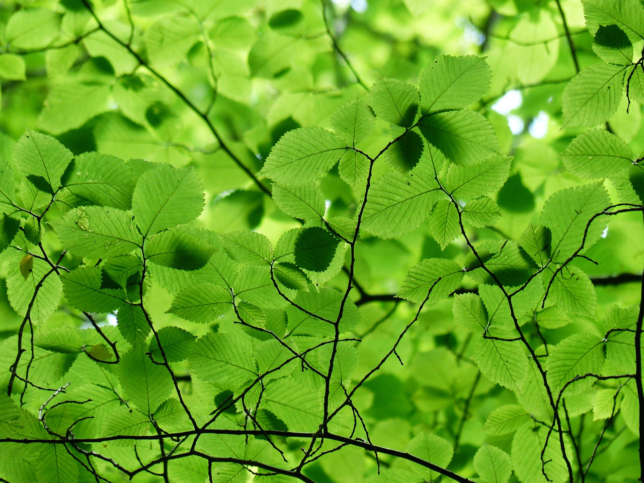 Image - leaves canopy green color