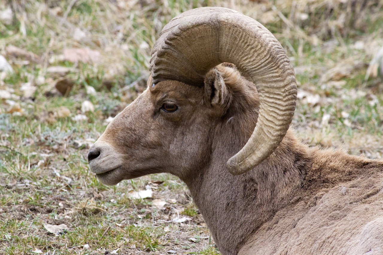 Image - big horn sheep colorado animal