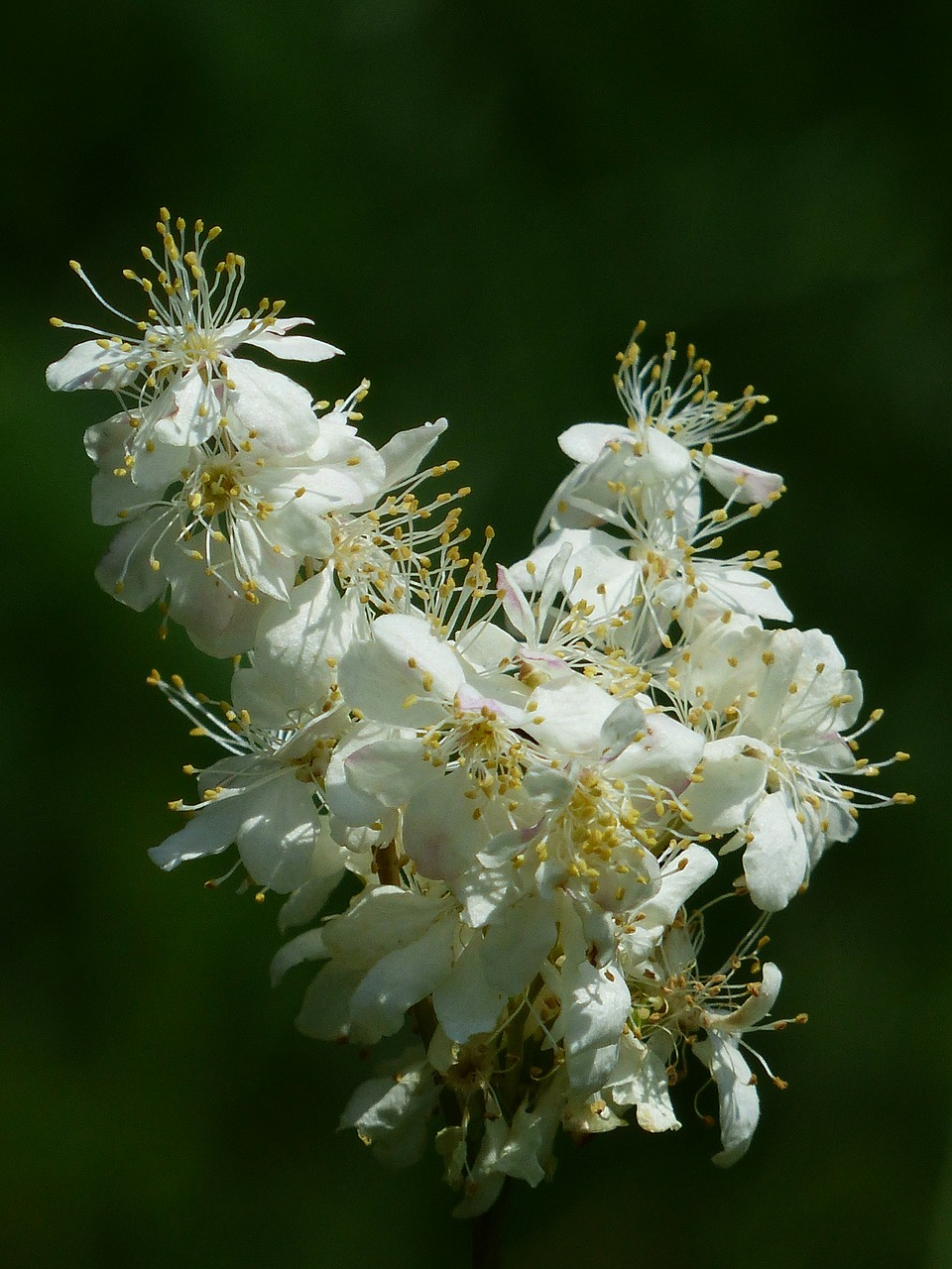 Image - inflorescence dropwort flower plant