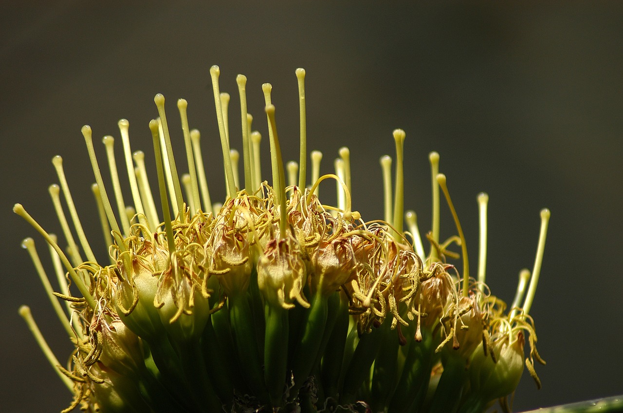 Image - cactus arboretum flowers macro