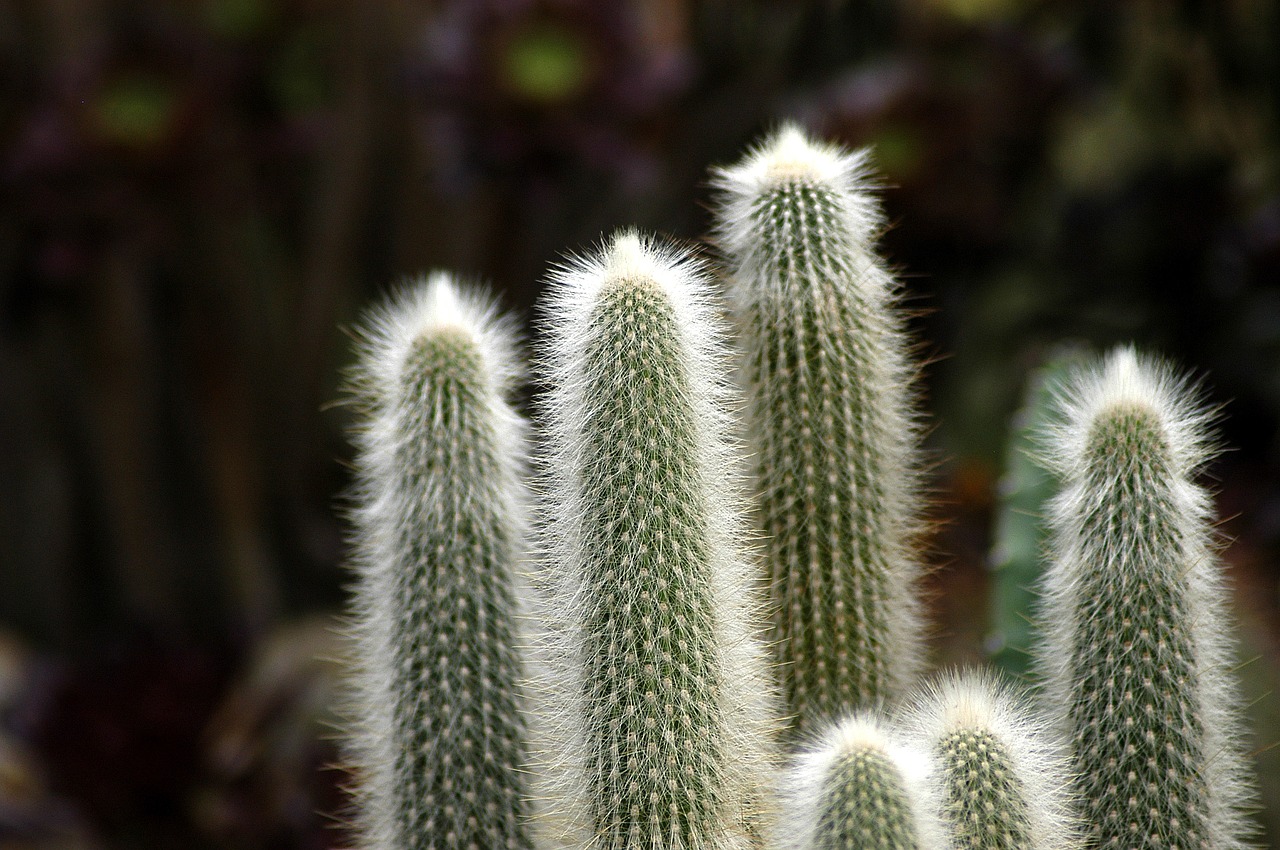 Image - arboretum cactus flowers