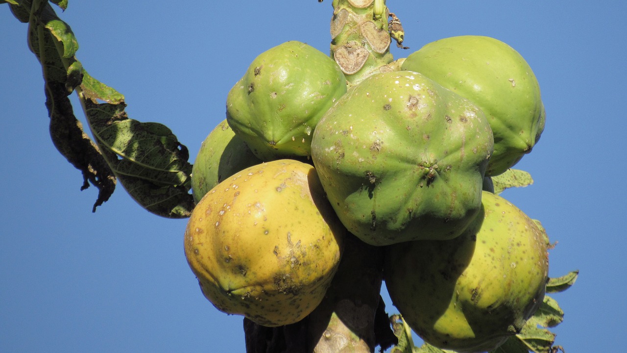 Image - fruit papaya nature