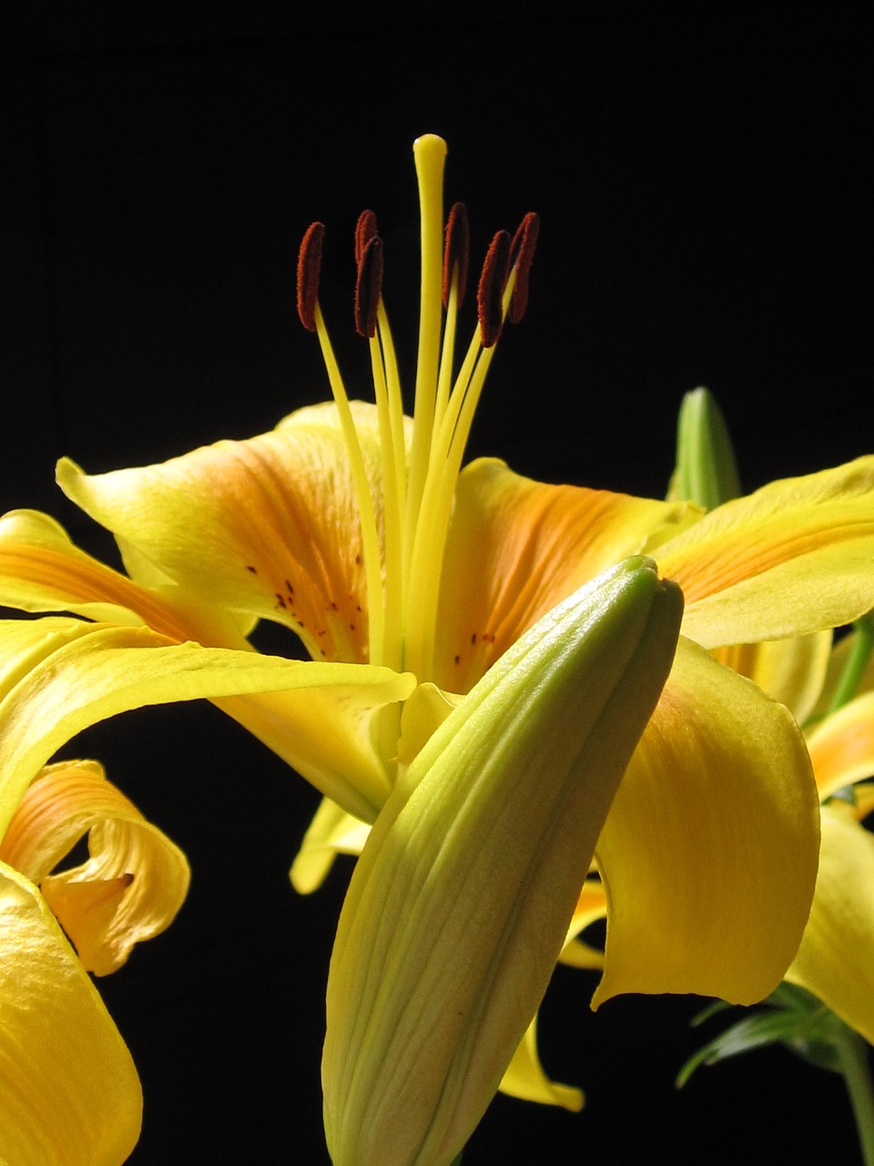 Image - lily pyrenees lily lilium pyrenaicum