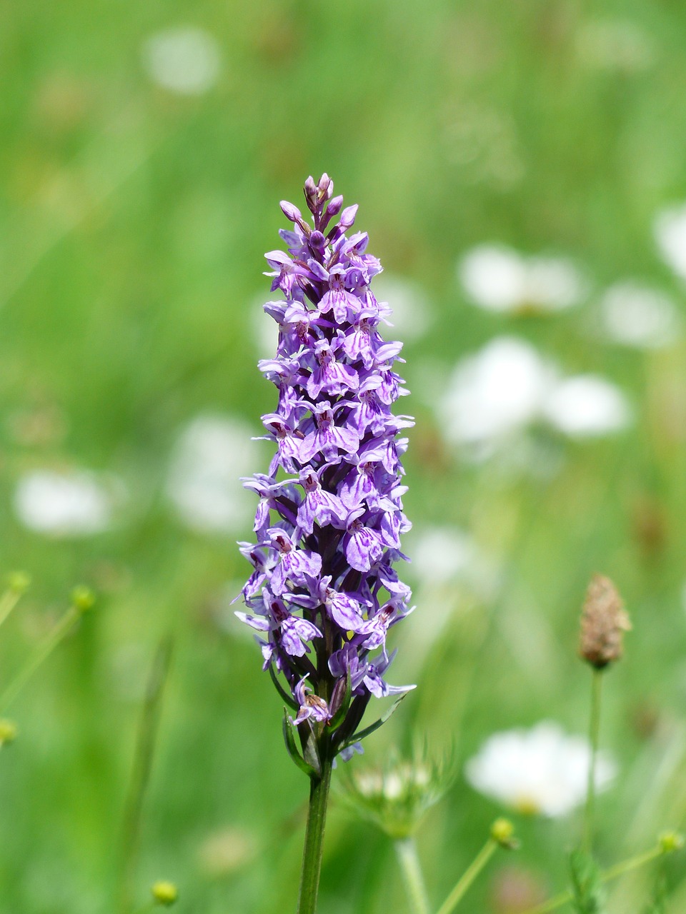 Image - heath spotted orchid orchid flower