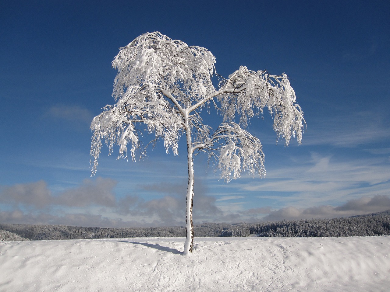 Image - winter snowy firs christmas cold