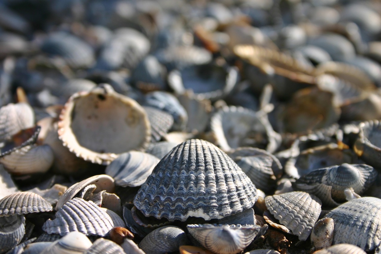 Image - shell lake sea holiday beach