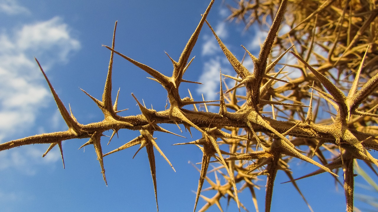 Image - thorns sharp plant nature painful