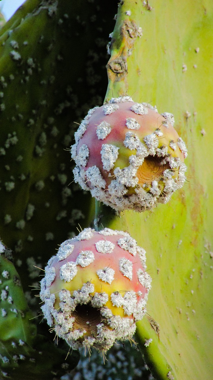 Image - prickly pear plant cactus nature