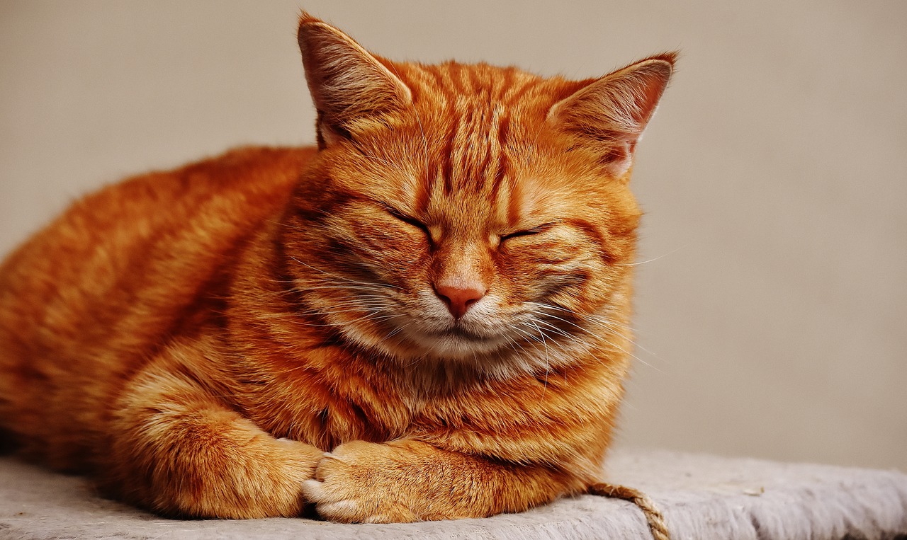 Image - cat red sleep cute mackerel tiger