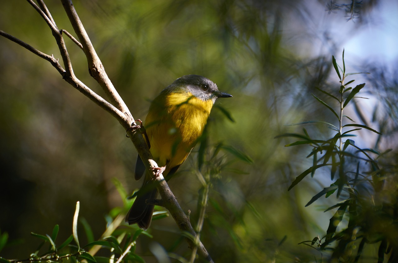 Image - yellow breasted robin birds