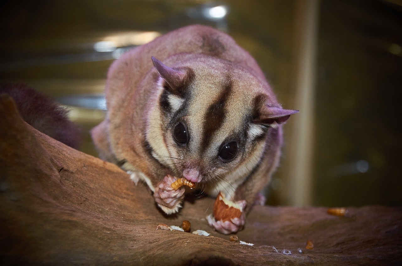 Image - australian wildlife sugar glider