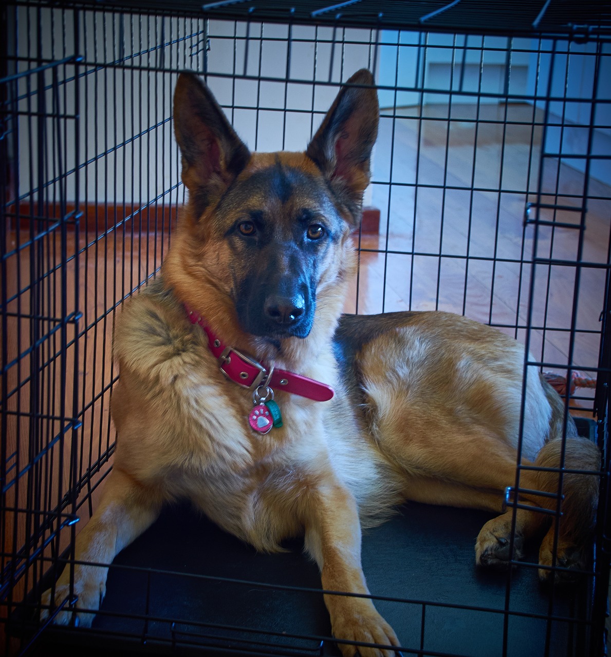 Image - german shepherd gsd dog shepherd