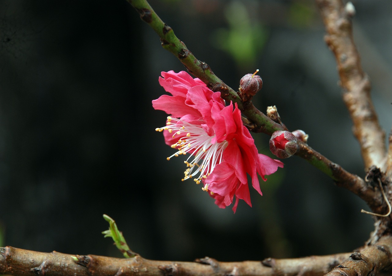Image - peach blossom baiyun mountain