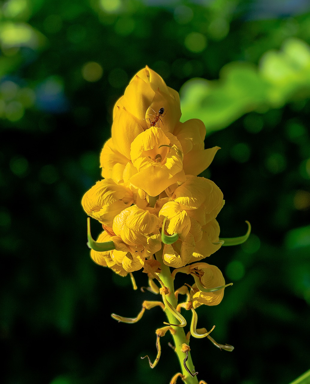 Image - plant mazorquilla senna alata