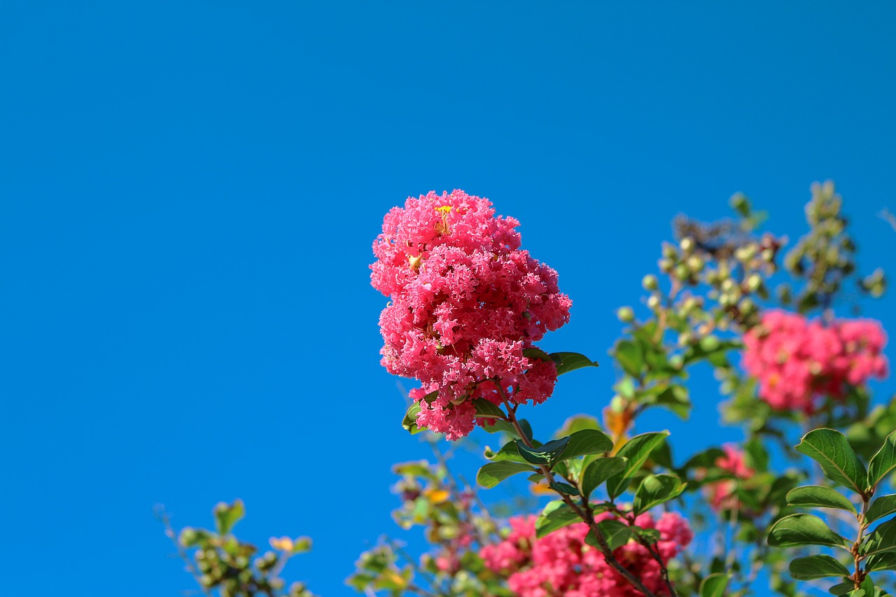 Image - crepe myrtle pink flowers tree