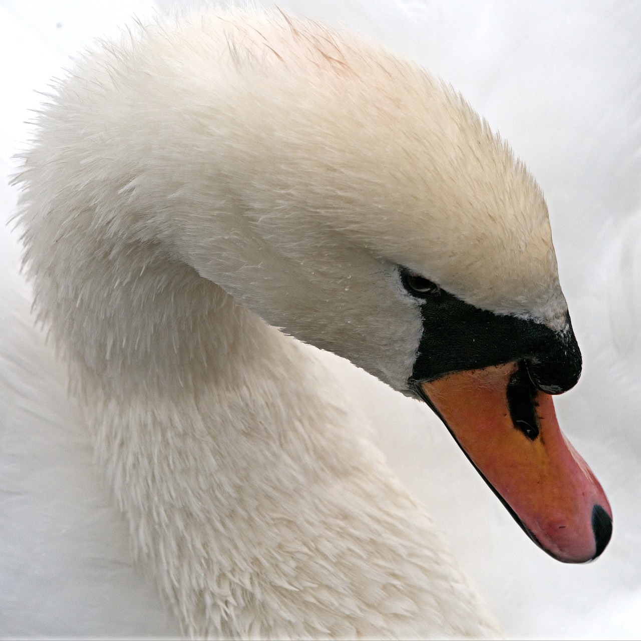 Image - swan mute white bird waterfowl