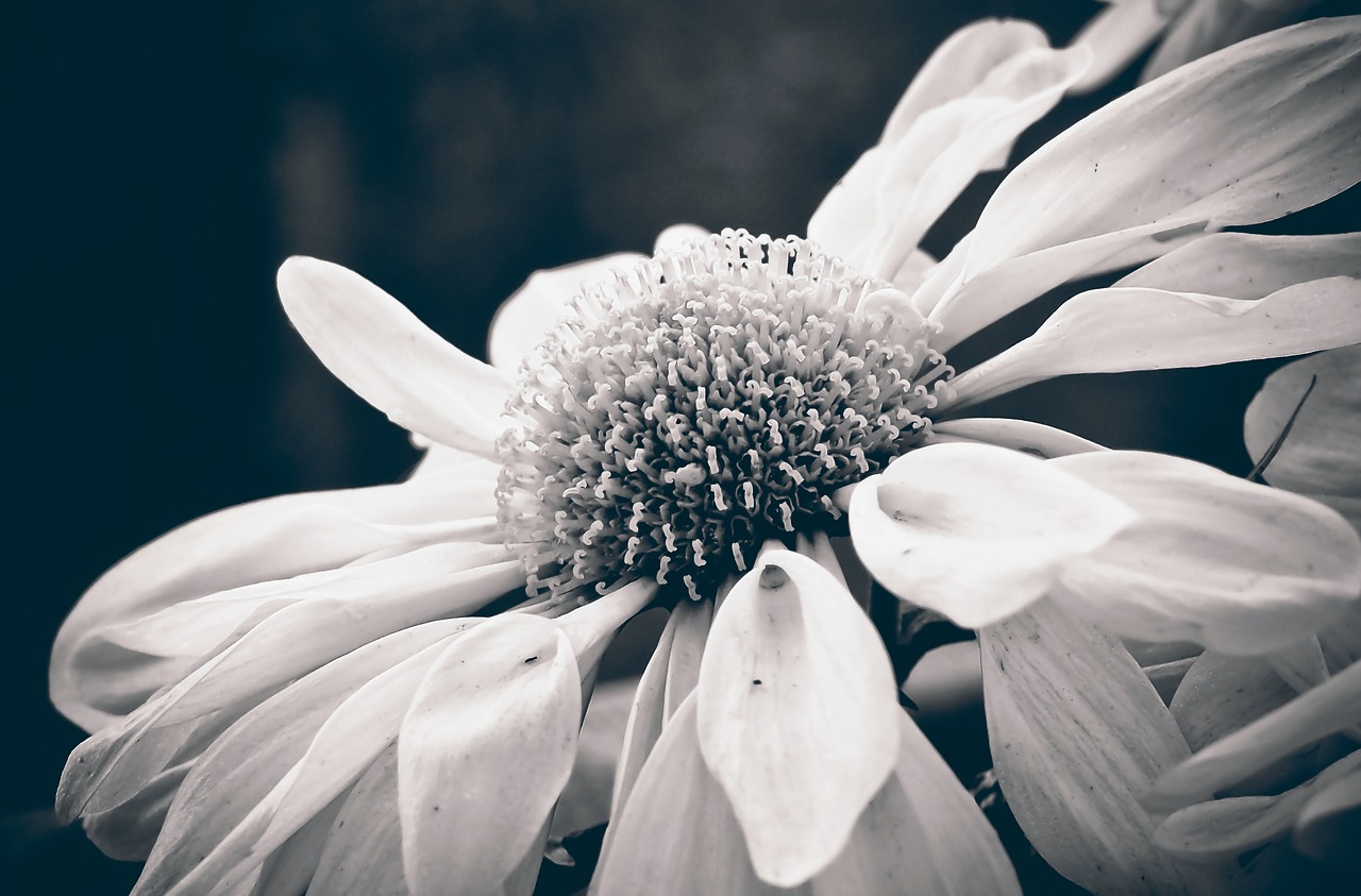 Image - marguerite flower nature blossom