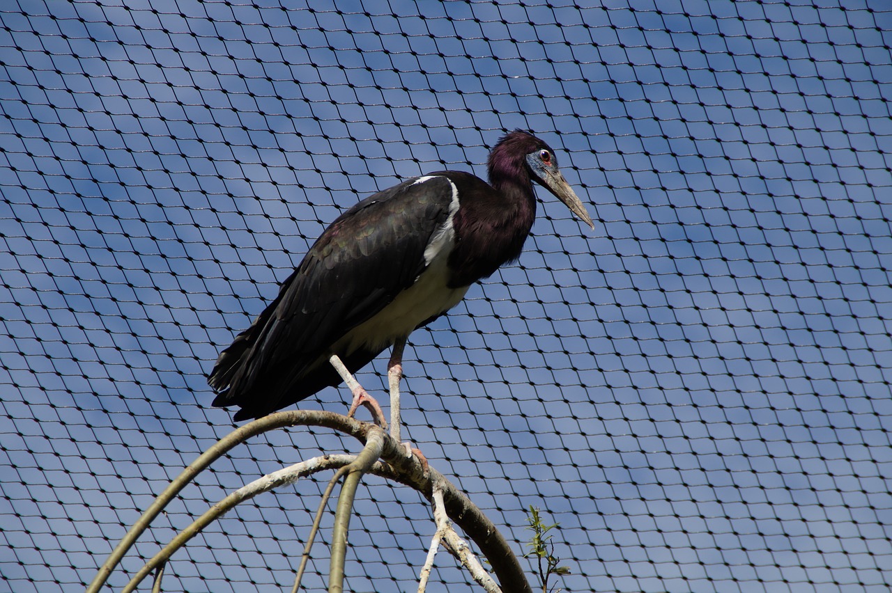 Image - bird aviary bird aviary cage