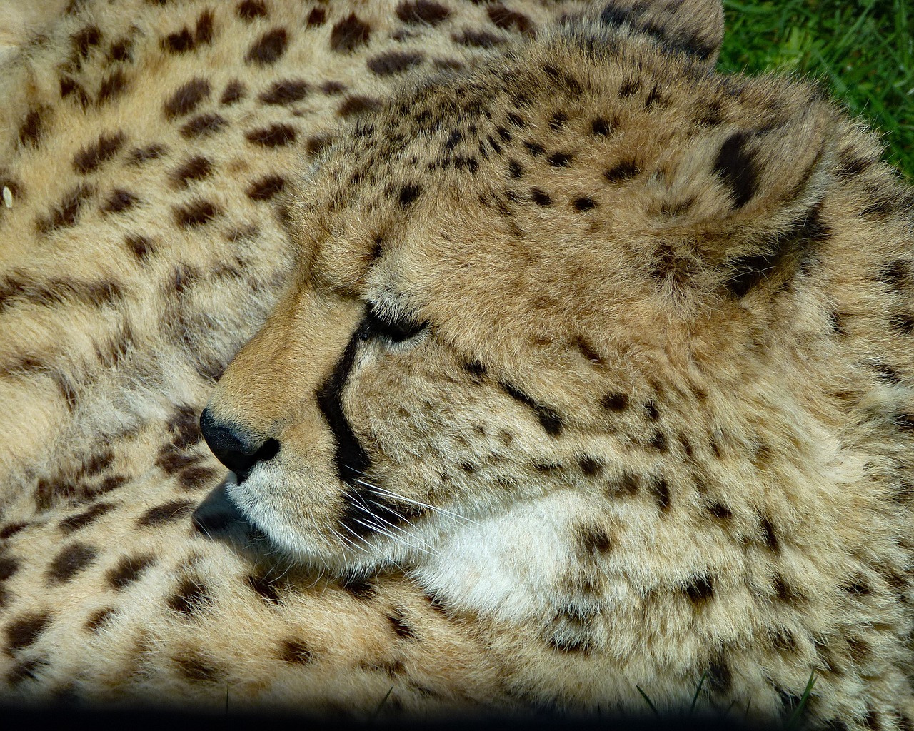 Image - cheetah feline cat cat africa