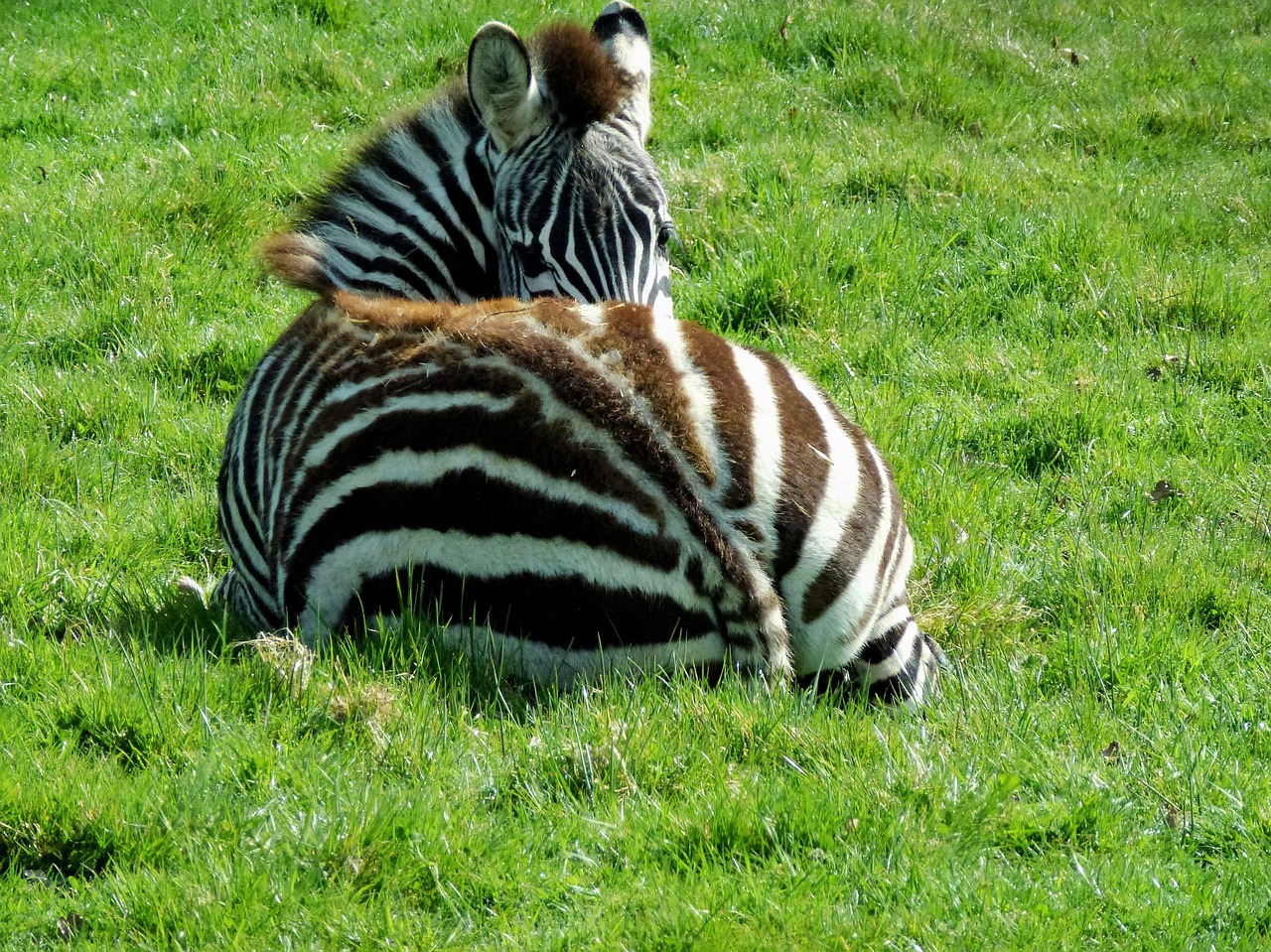 Image - zebra striped baby black white