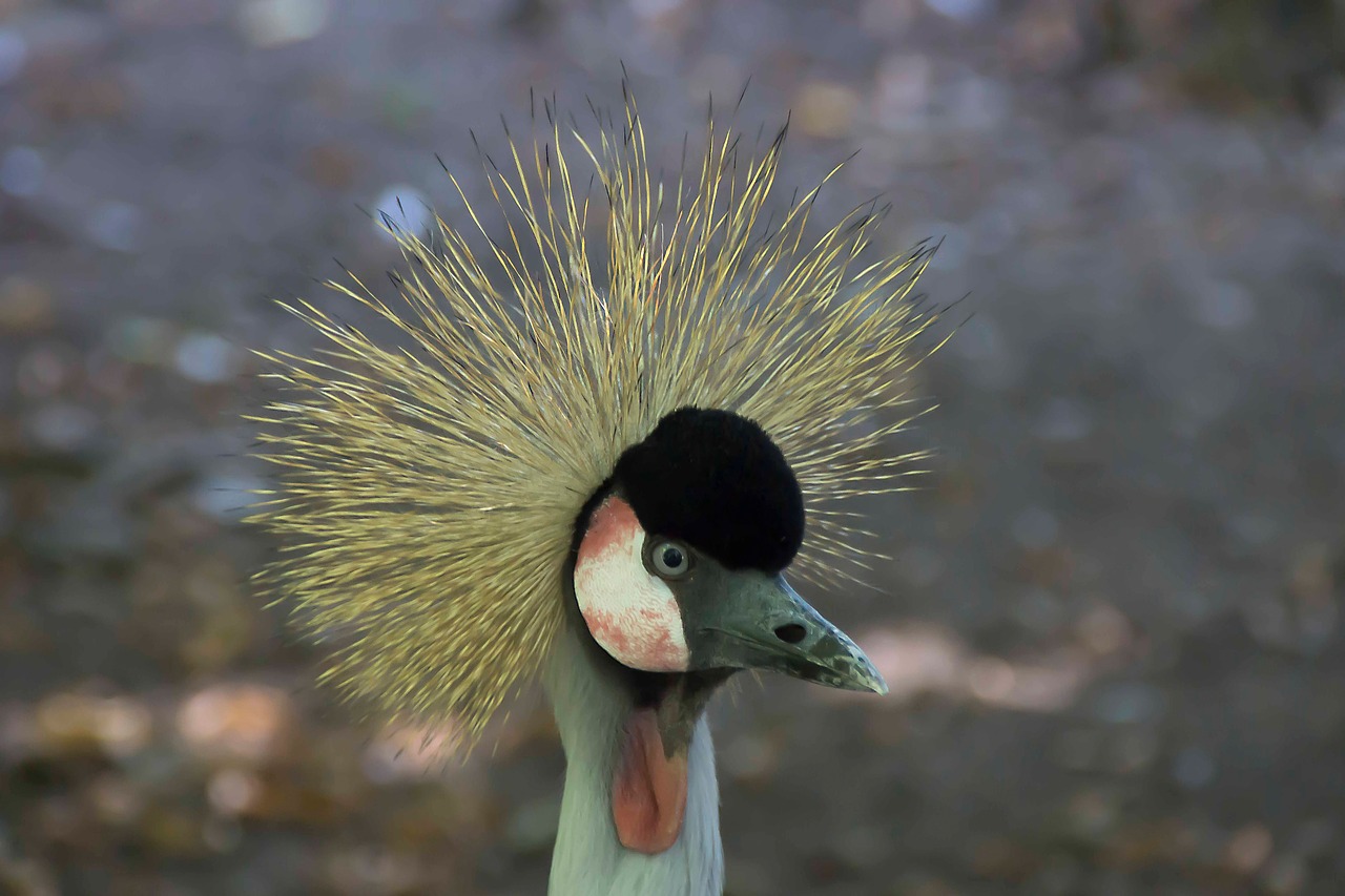 Image - bird plumage zoo eastern bill