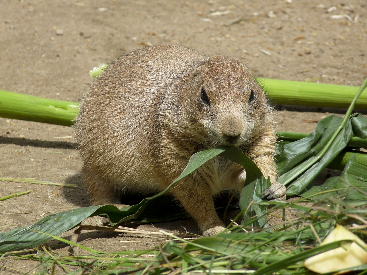 Image - prairie dog zoo rodent croissant