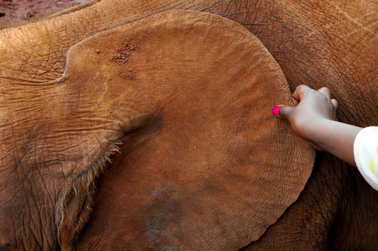 Image - africa elephant ear