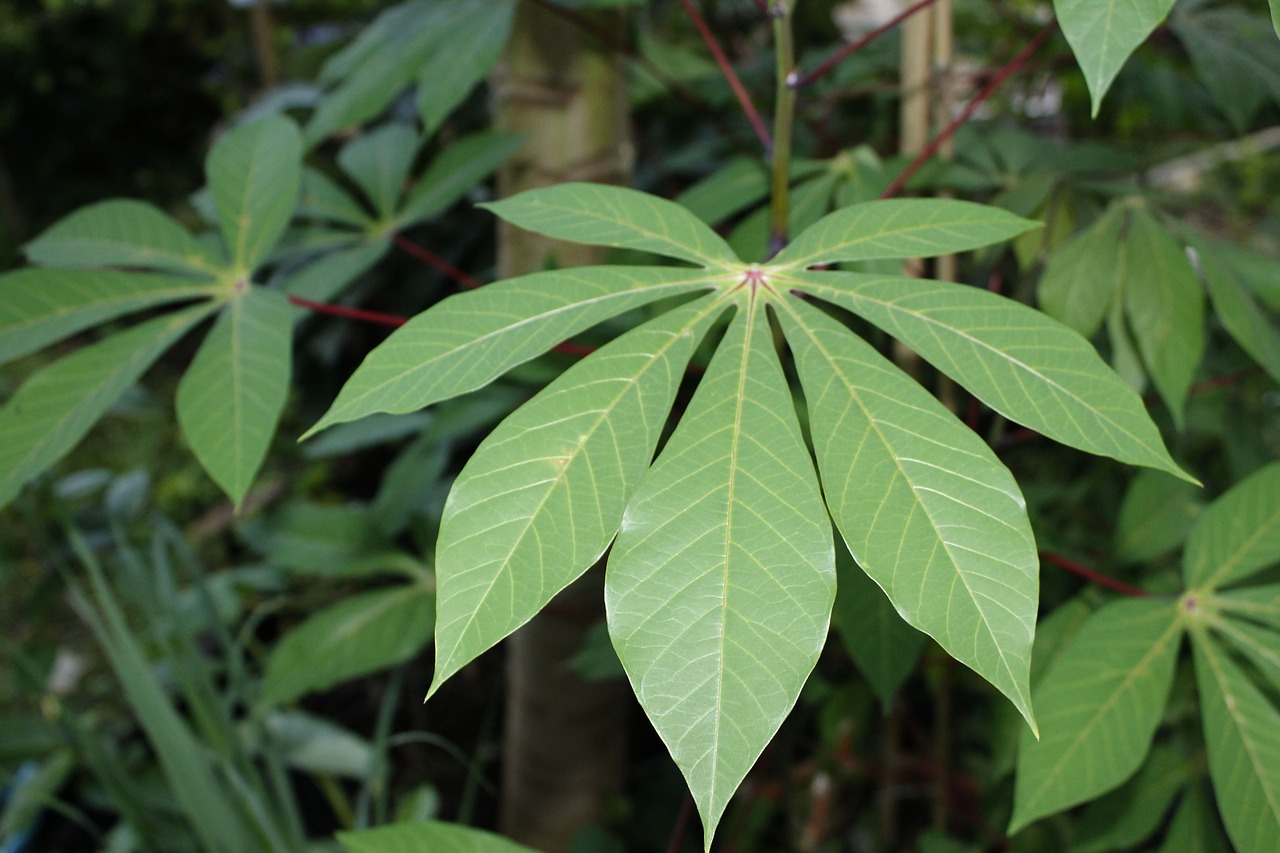 Image - cassava leaves vegetable food