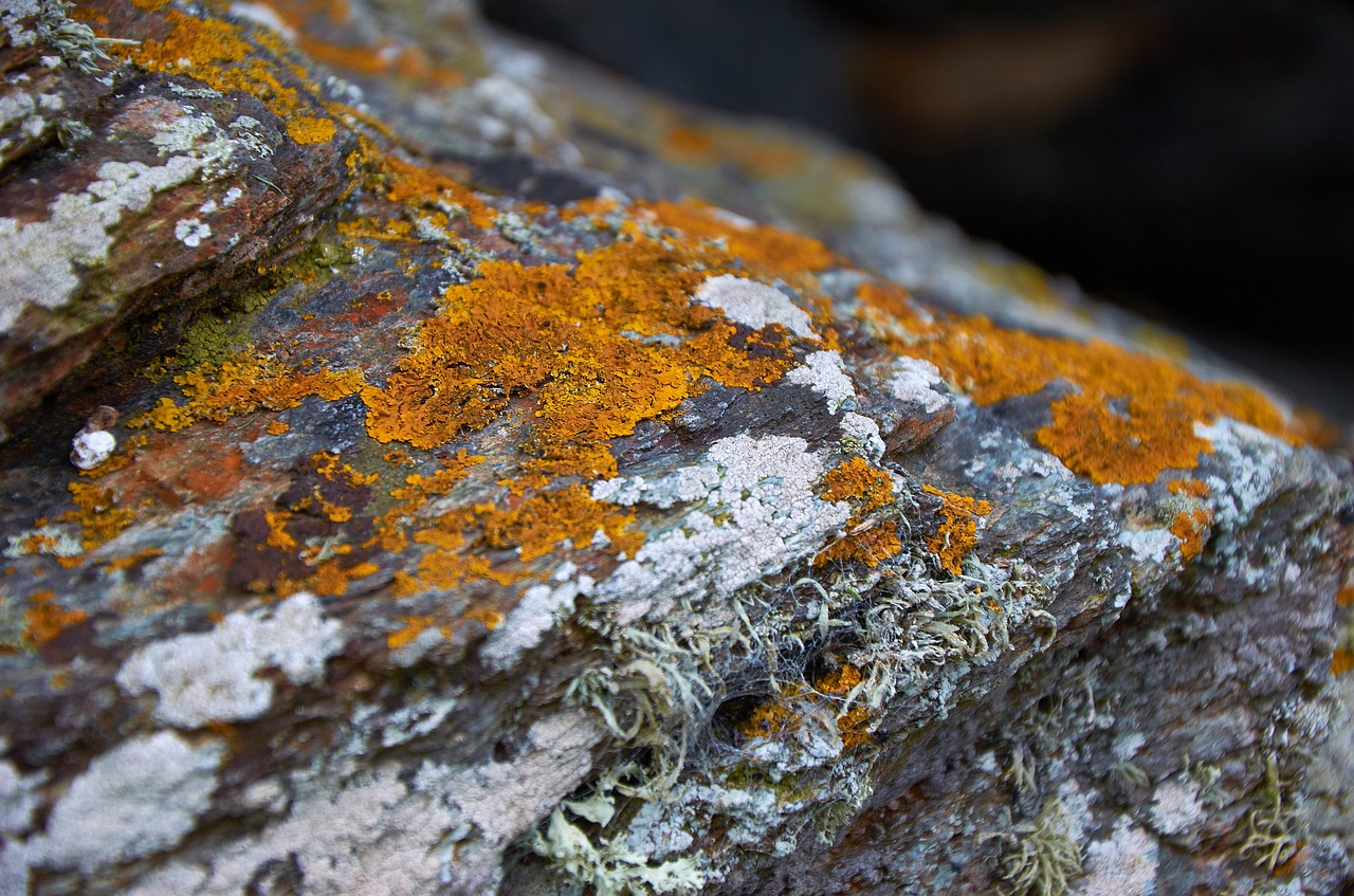 Image - moss rock nature stone green