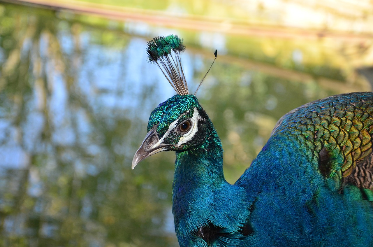 Image - peacock bird farm nature feather