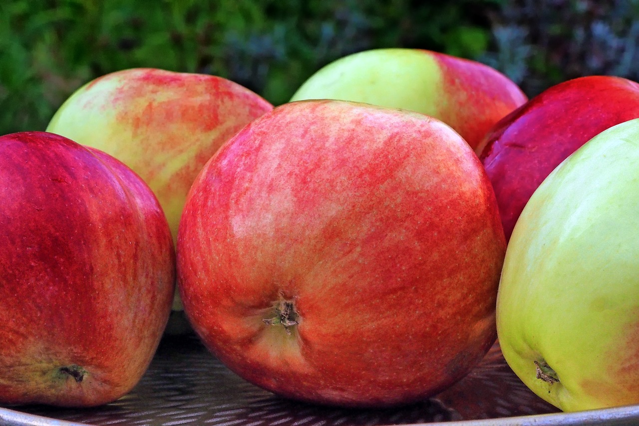 Image - apple grave steiner pome fruit