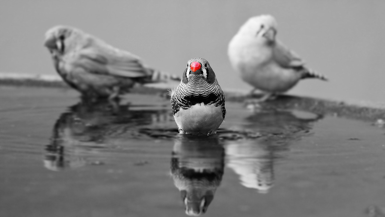 Image - zebra finch birds red beak