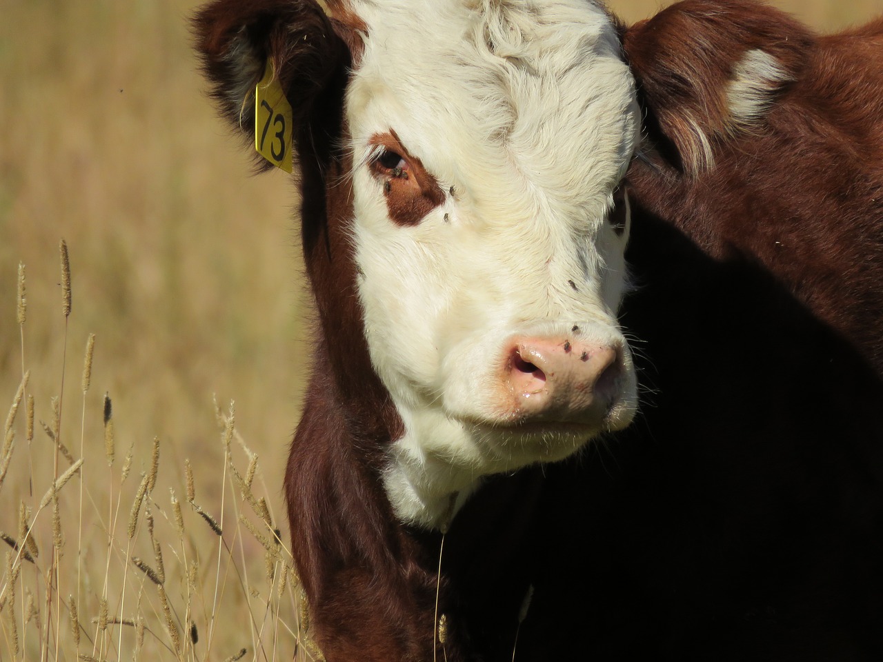 Image - cow calf cattle animal baby brown