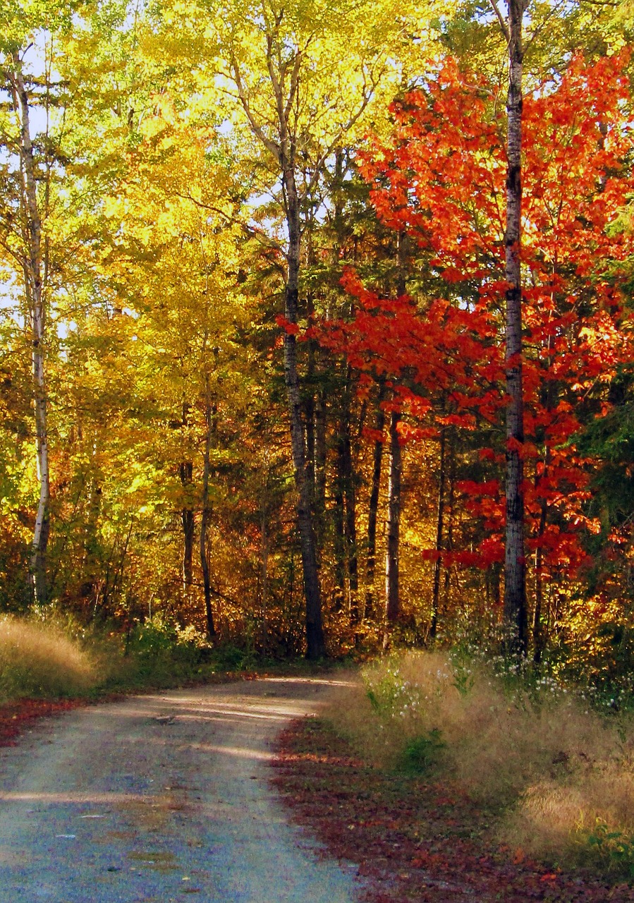 Image - autumn path fall leaves forest