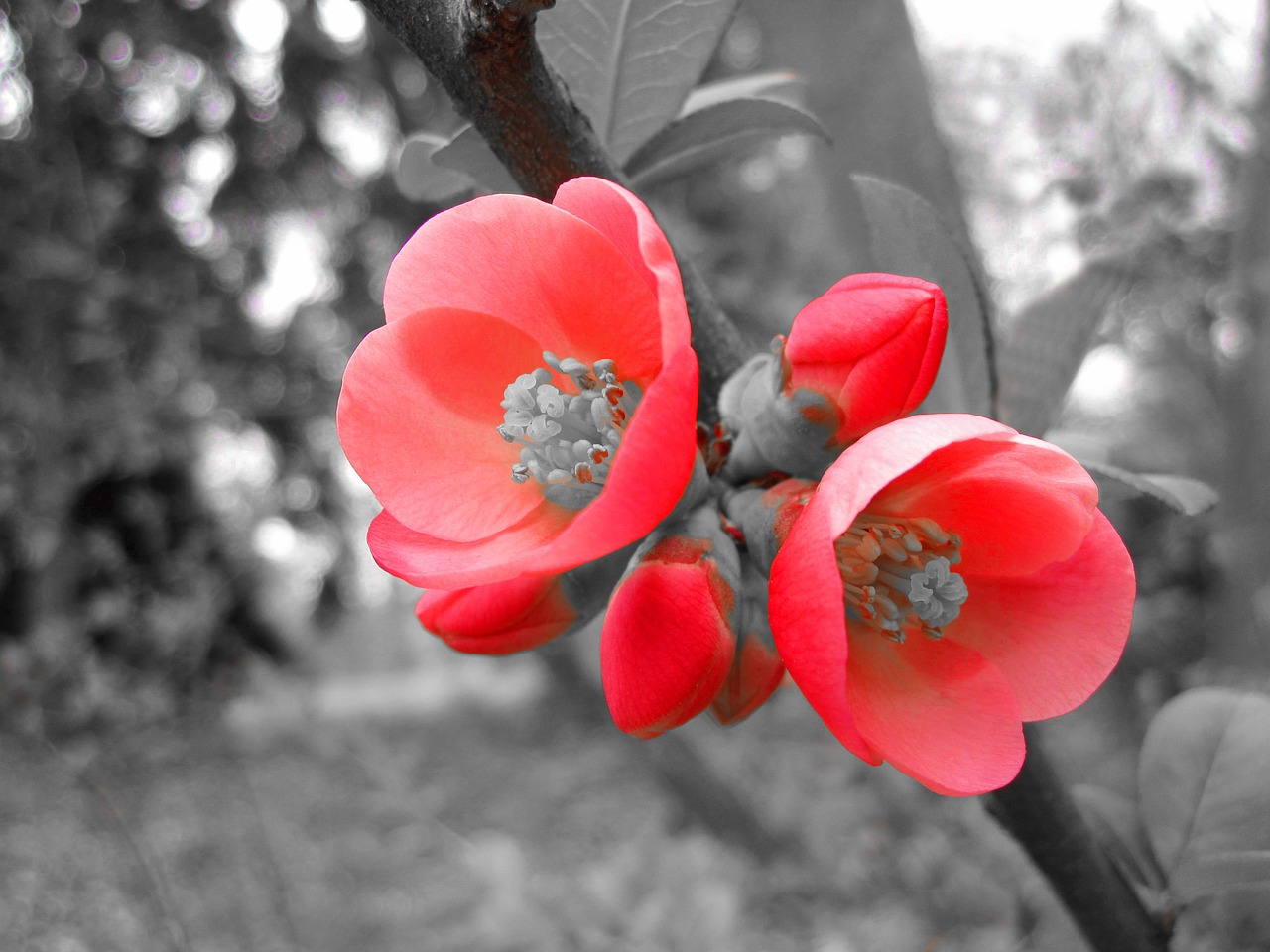 Image - flowers petals bush macro pink