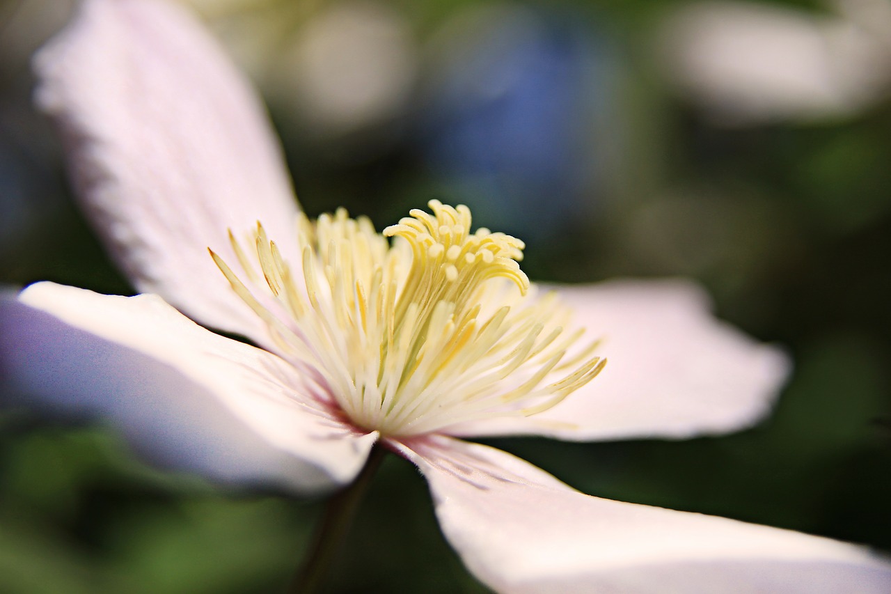 Image - flower blossom bloom bloom pink