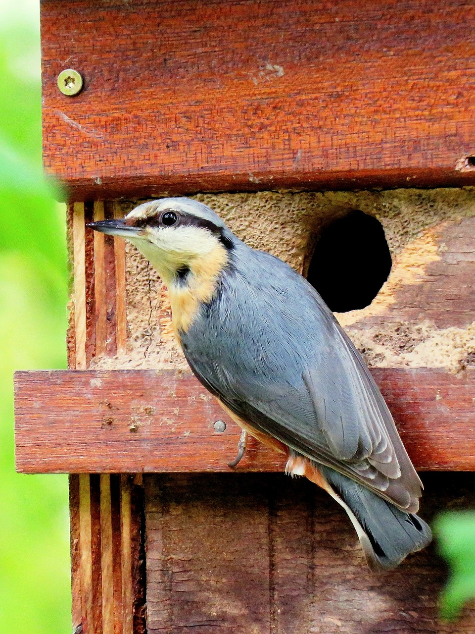 Image - kleiber feeding nesting box boy