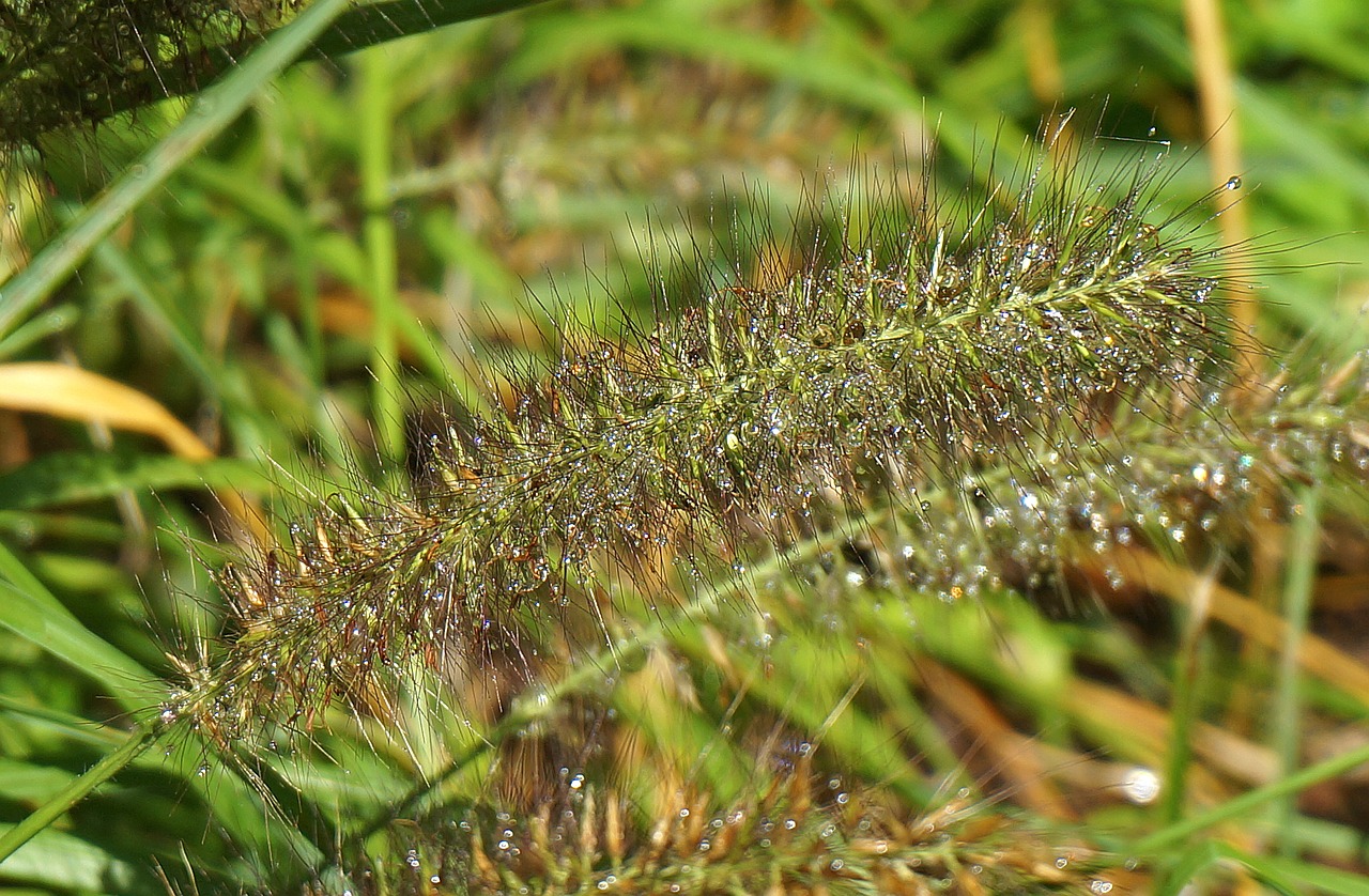 Image - wet ornamental grass grass