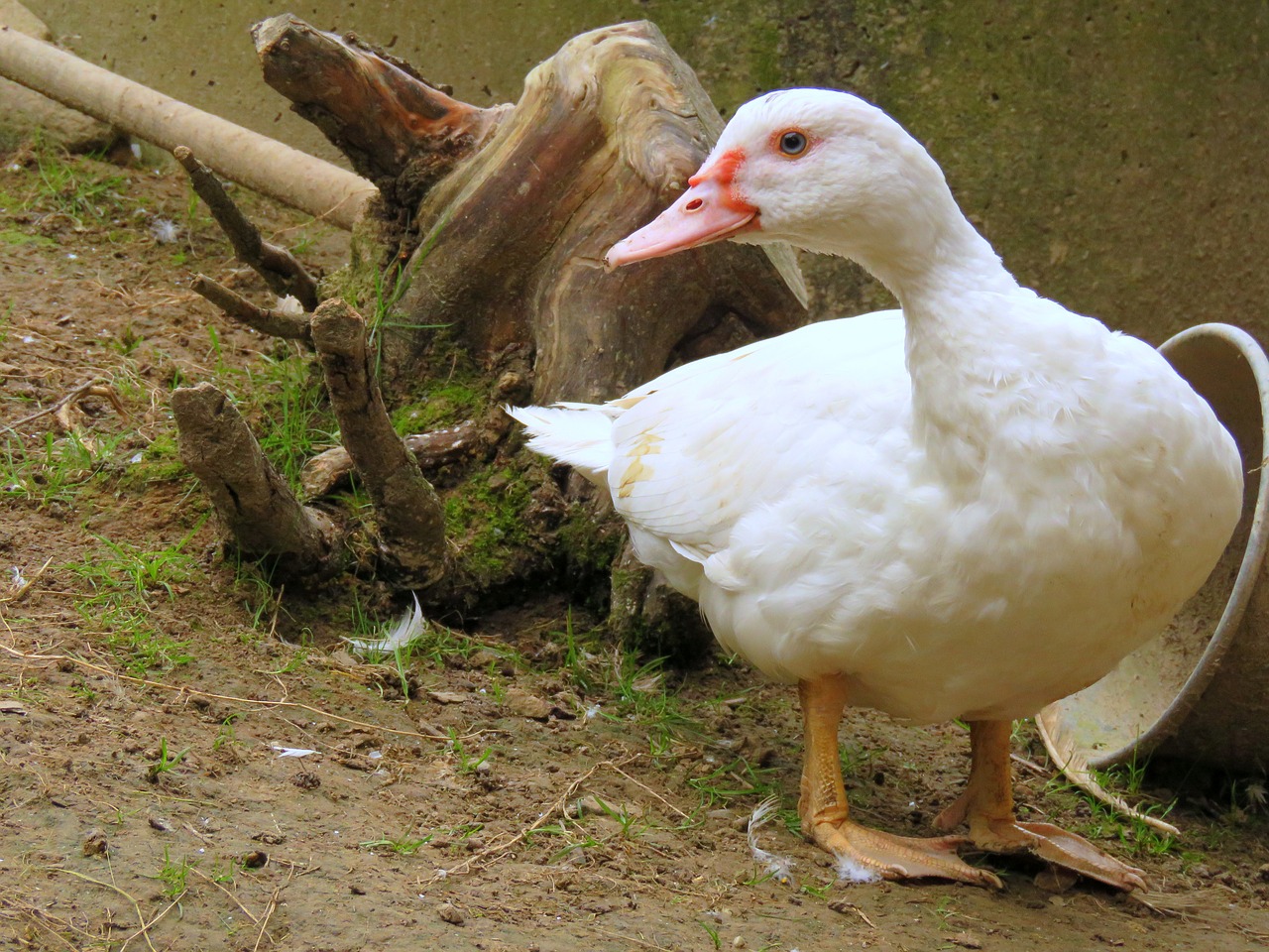 Image - duck flying duck white duck bird