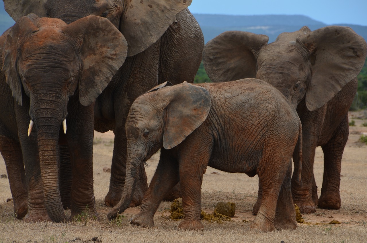 Image - africa safari elephant wild animal