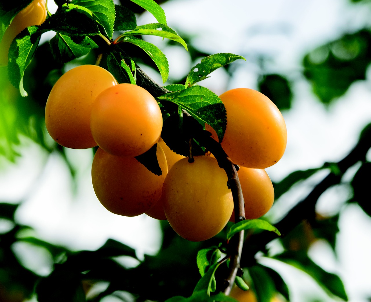 Image - plums fruit greengage mirabelle