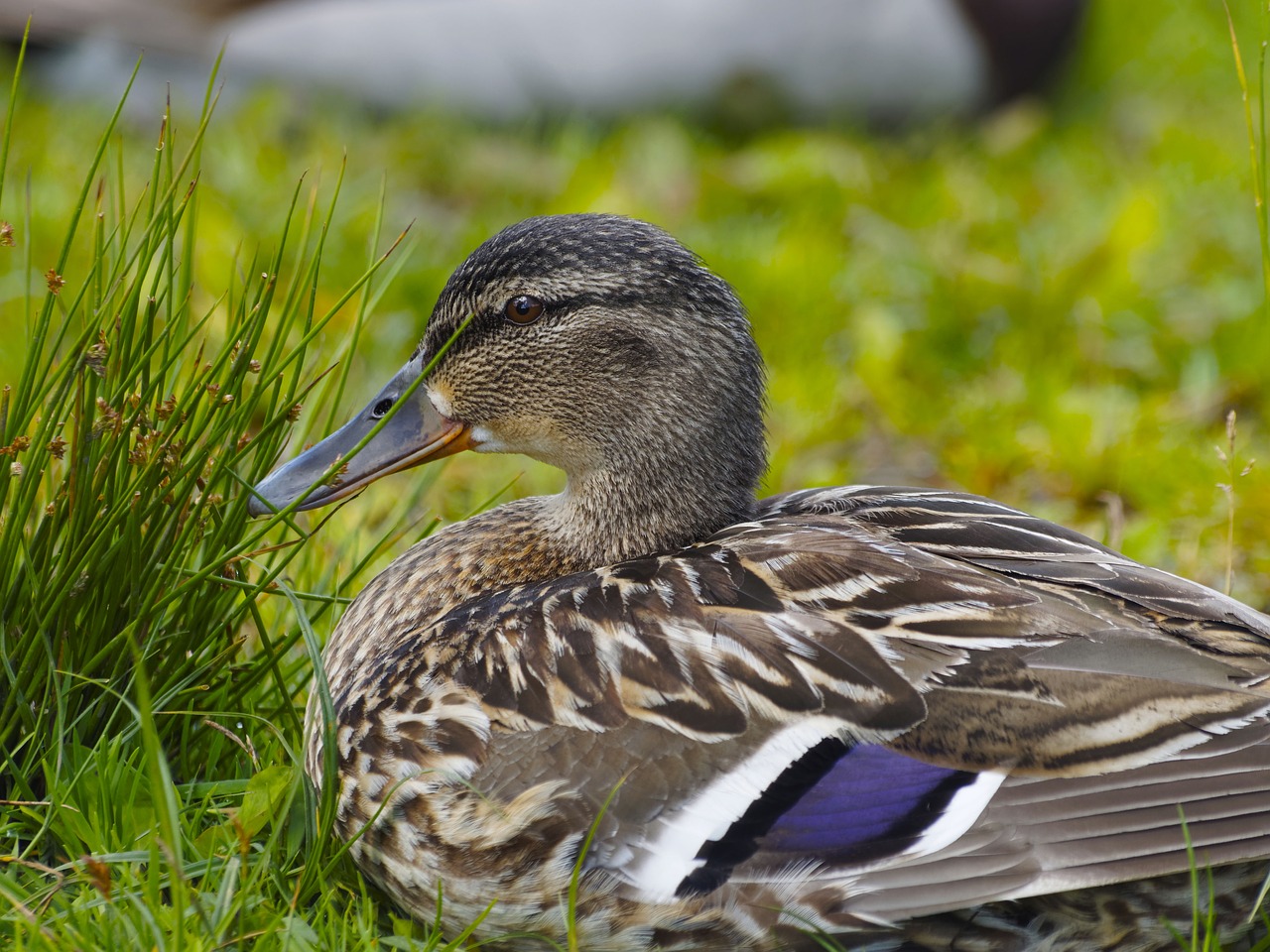 Image - barnacle ducks family of ducks