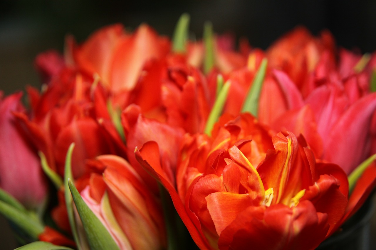 Image - tulips flowers red orange yellow