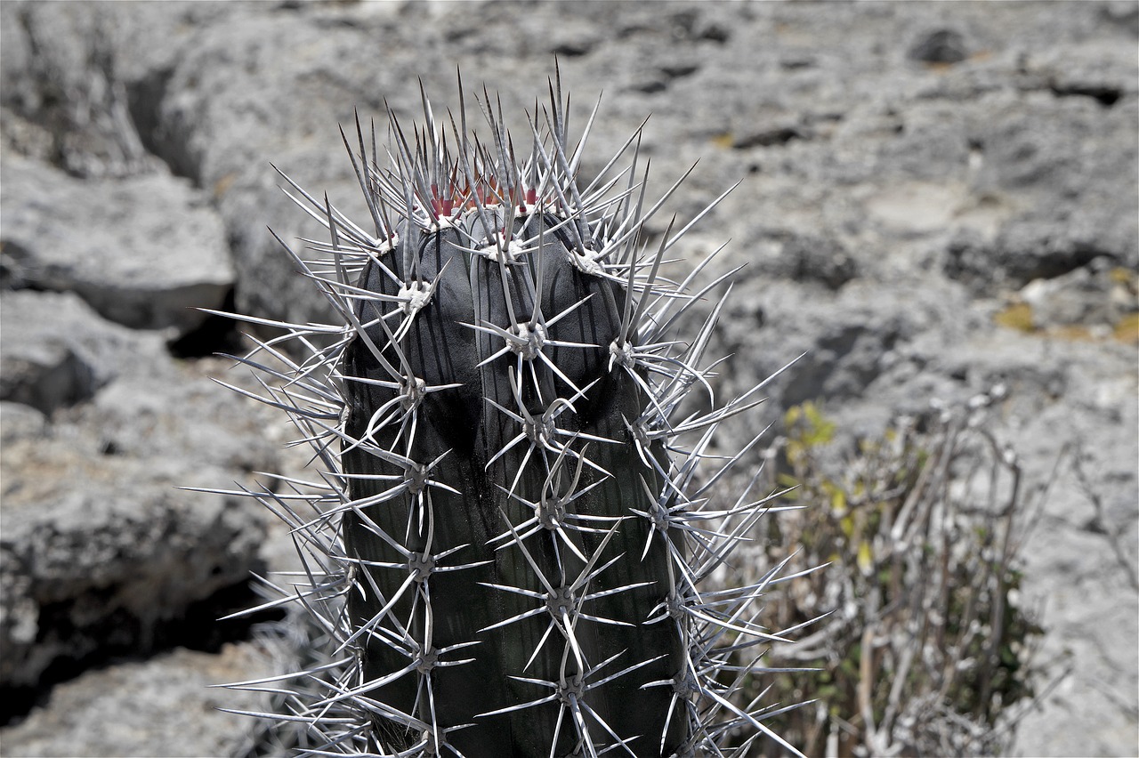 Image - cactus spines landscape nature