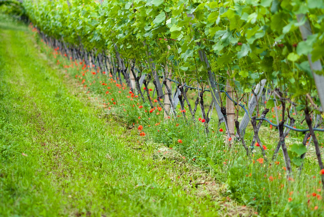 Image - grapevine nature vines vineyard