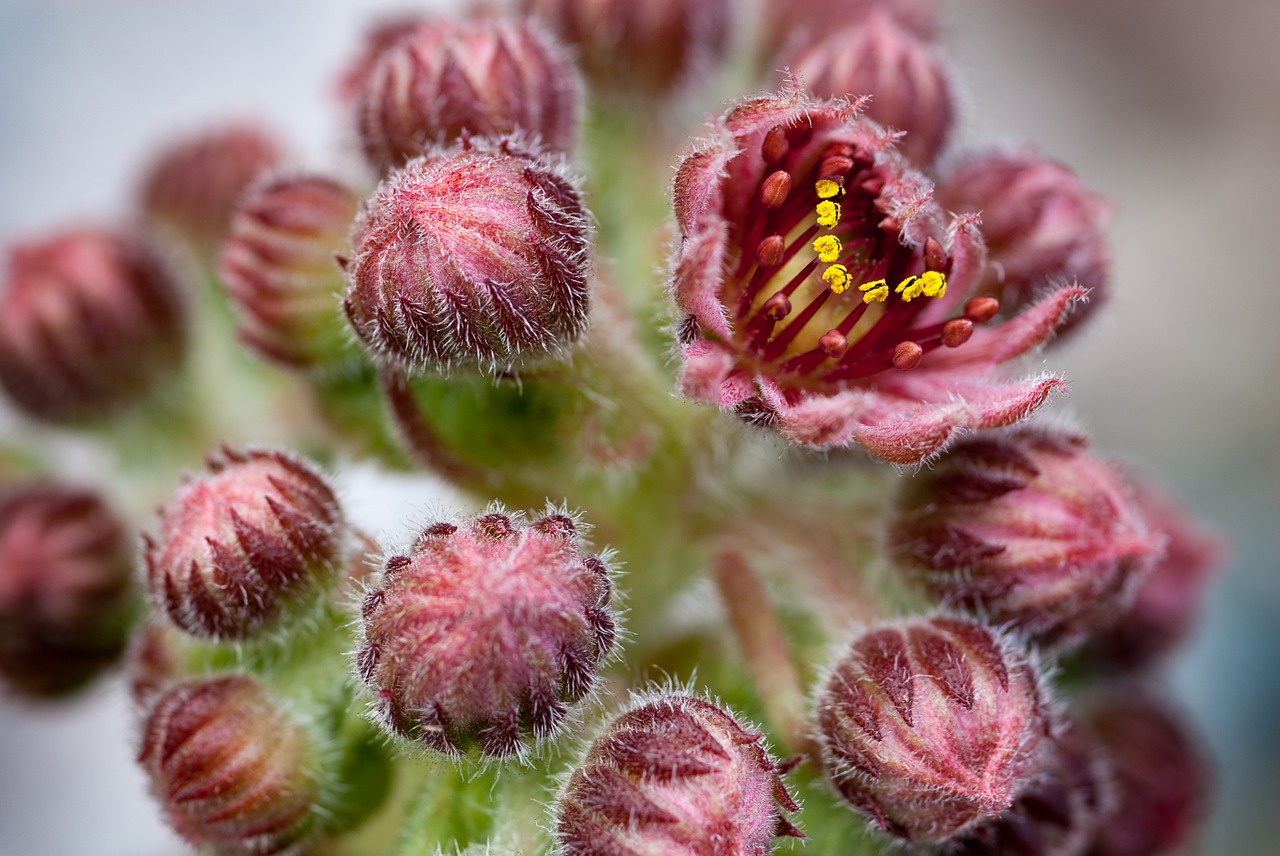 Image - cactus bloom plant blossom bloom