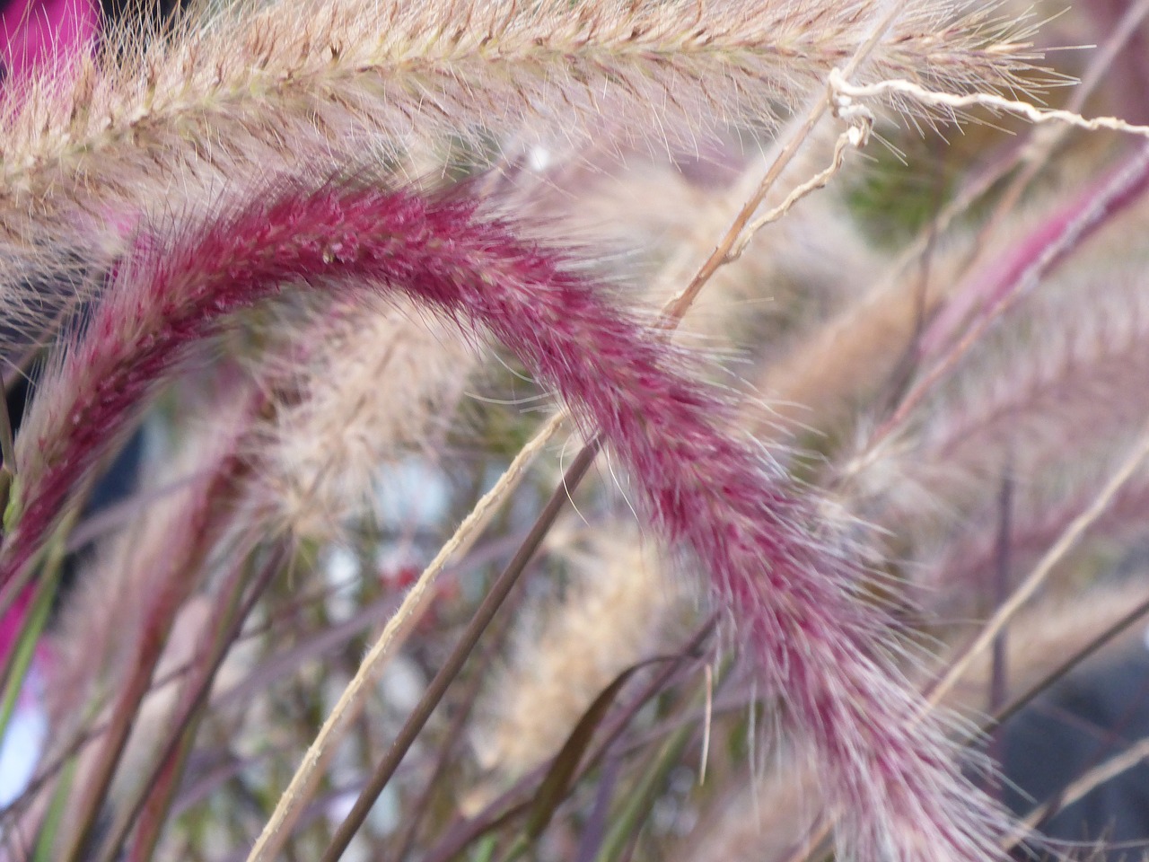 Image - cherry sparkler fountain grass