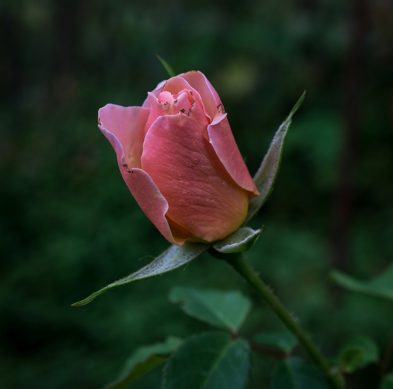 Image - rose rosebud flower bud pink