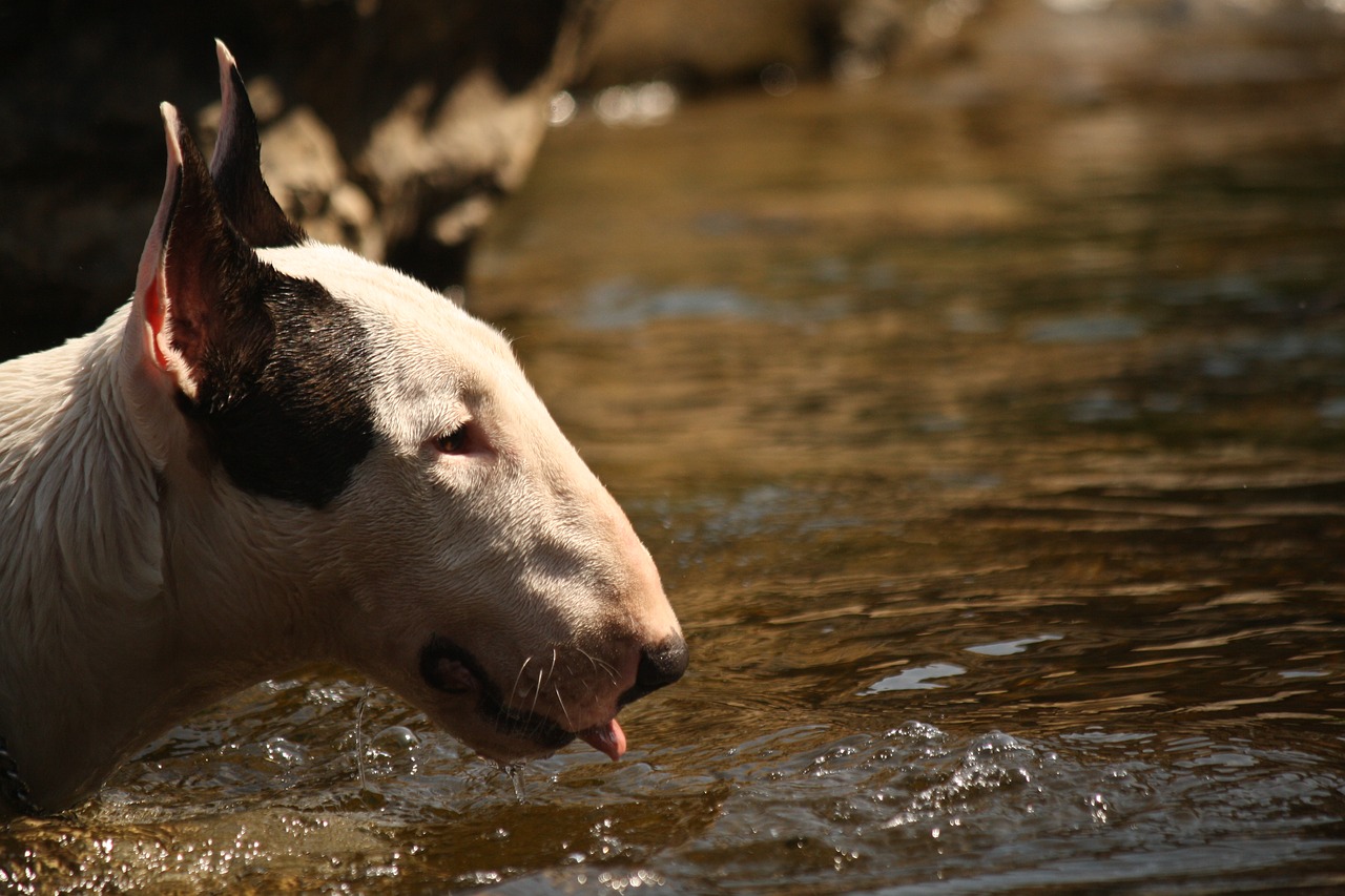 Image - bitch canine pet natural dog