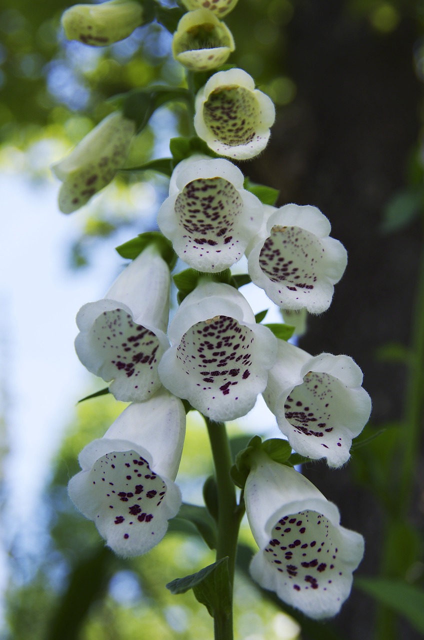 Image - mocks hood blossom plant